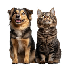 Happy dog and curious cat sitting together indoors