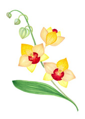Branch with yellow orchid flowers, colorful hand drawing with markers for design of postcards, posters, surfaces.