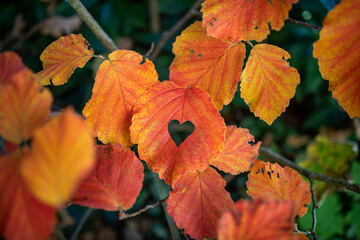 Ein Herz als Zeichen der Freundschaft in einem Blatt im Herbst