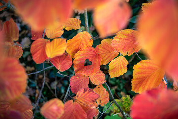Ein Blatt mit Herz als Zeichen der Liebe im Herbst