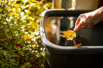 Ein Blatt im Herbst aus einem Regenfass rausfischen