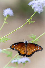 butterfly on a flower