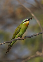 Blue-cheeked bee-eater holding a bee at Jasra, Bahrain