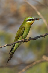 Closeup of a Blue-cheeked bee-eater holding a bee at Jasra, Bahrain
