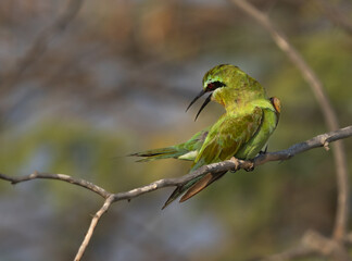 Blue-cheeked bee-eater preening, perched on acacia tree at Jasra, Bahrain