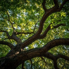 Fototapeta premium Looking up at a tree's branches and green leaves against the sky, showcasing nature's beauty and vitality.