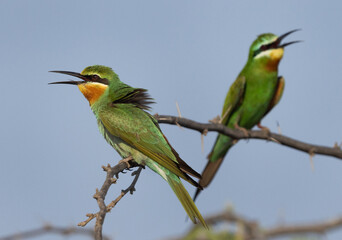Closeup of a pair of Blue-cheeked bee-eater perched on acacia tree at Jasra, Bahrain