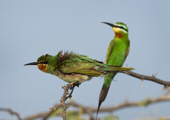 Blue-cheeked bee-eaters perched on acacia tree at Jasra, Bahrain. One of them shking its feather while preening.