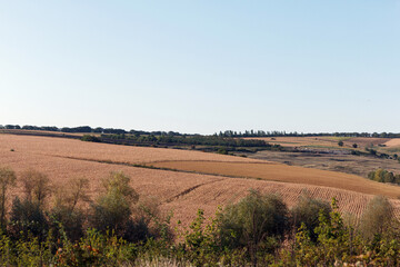Landscape is agricultural, yellow ripe fields sown with corn and wheat growing in stripes along...
