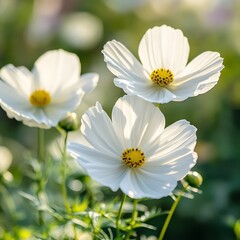 Fototapeta premium Cosmos flowers in the garden, Cosmos flowers blooming in the garden