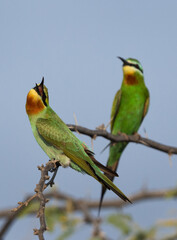 Closeup of a pair of Blue-cheeked bee-eater perched on acacia tree at Jasra, Bahrain. One of them looking at the nearby bee.