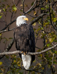 Bald eagle sitting on a tree branch