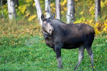 Early morning steam coming from a cow moose
