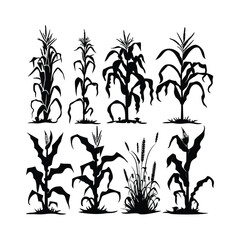 Corn Stalks Silhouettes set Clipart on a white Background