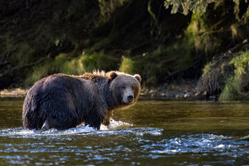 Female Kodiak bear in the river fishing