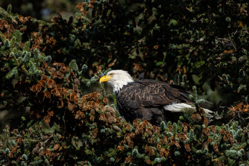 Adult bald eagle sitting in a pine tree