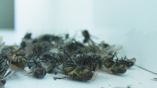 A fly dies among the dead insects and moves its paws on the white windowsill