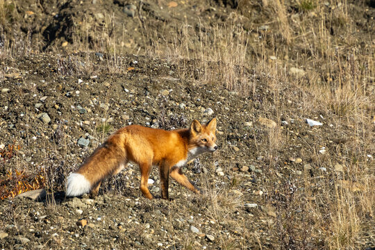 Red fox watching for preditors