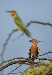  A Hoopoe perched on acacia tree with blue-cheeked bee-eater at the back drop, Bahrain