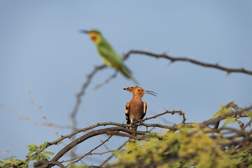  A Hoopoe perched on acacia tree with blue-cheeked bee-eater at the back drop, Bahrain