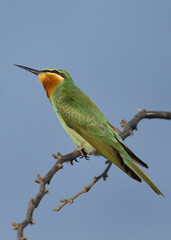 Blue-cheeked bee-eater looking up at bee at Jasra, Bahrain