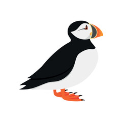 Atlantic puffin bird in profile view isolated on white background. Vector illustration