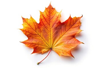 Autumn maple leaf isolated on white background