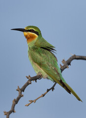 Obraz premium Blue-cheeked bee-eater on a tree, Bahrain