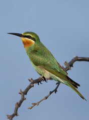 Blue-cheeked bee-eater on acacia tree at Jasra, Bahrain