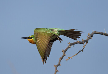 Closeup of a Blue-cheeked bee-eater takeoff from an acacia tree at Jasra, Bahrain