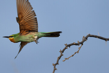 Blue-cheeked bee-eater takeoff from an acacia tree at Jasra, Bahrain