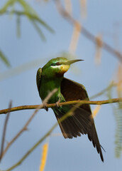 Blue-cheeked bee-eater preening, perched on acacia tree at Jasra, Bahrain