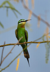 Blue-cheeked bee-eater perched on tree at Jasra, Bahrain