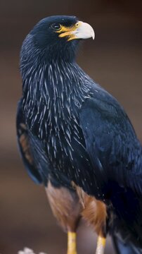 Vertical Video Footage of a Striated Caracara (Phalcoboenus australis), Also Known as Forster's caracara, Observing Its Surroundings