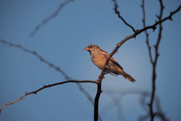 House sparrow perched on acacia tree with moon at the backdrop , Bahrain