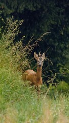 Young deer in tall grass on a rainy day in the forest