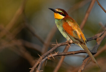 Portrait of a European bee-eater perched on a tree, Bahrain