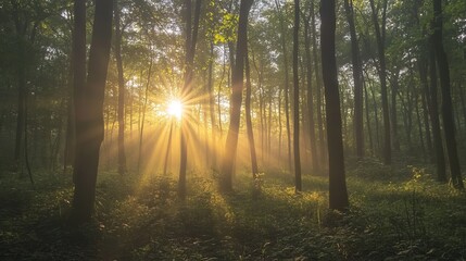 Obraz premium morning in the forest .