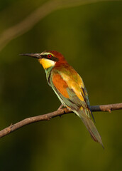 Closeup of a European bee-eater perched on a tree, Bahrain