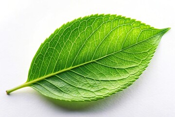 Fototapeta premium Closeup of green leaf on white background