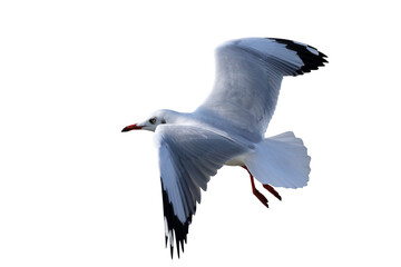 Beautiful seagull flying isolated on transparent background png file
