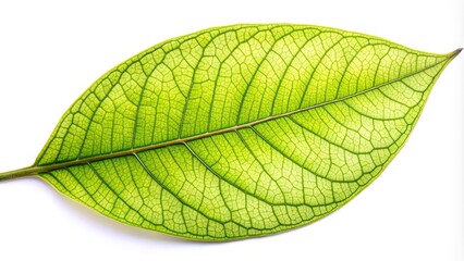 Obraz premium Close-up of a baobab tree leaf macro isolated on white background