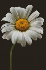 Oxide daisy on a black background.