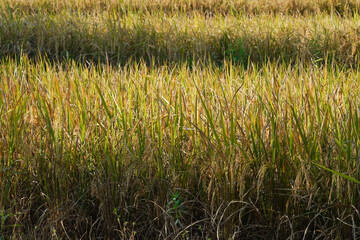 The rice fields ready for harvest are yellowish in color