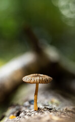 mushroom in the forest