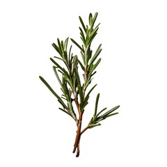 twig of rosemary.