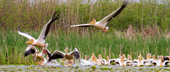 Pelicans on the Danube delta