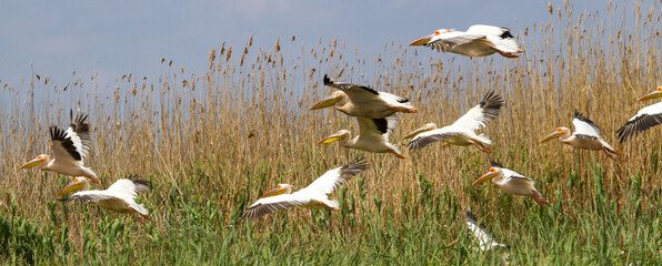 Pelicans on the Danube delta