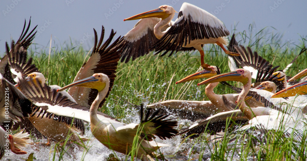 Poster Pelicans in the Danube Delta, Romania