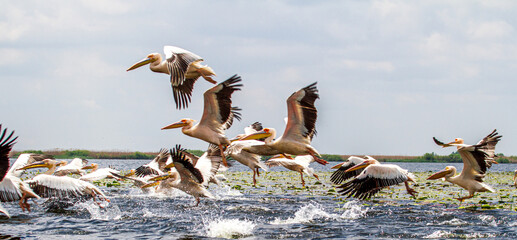 Pelicans on the Danube Delta, Romania